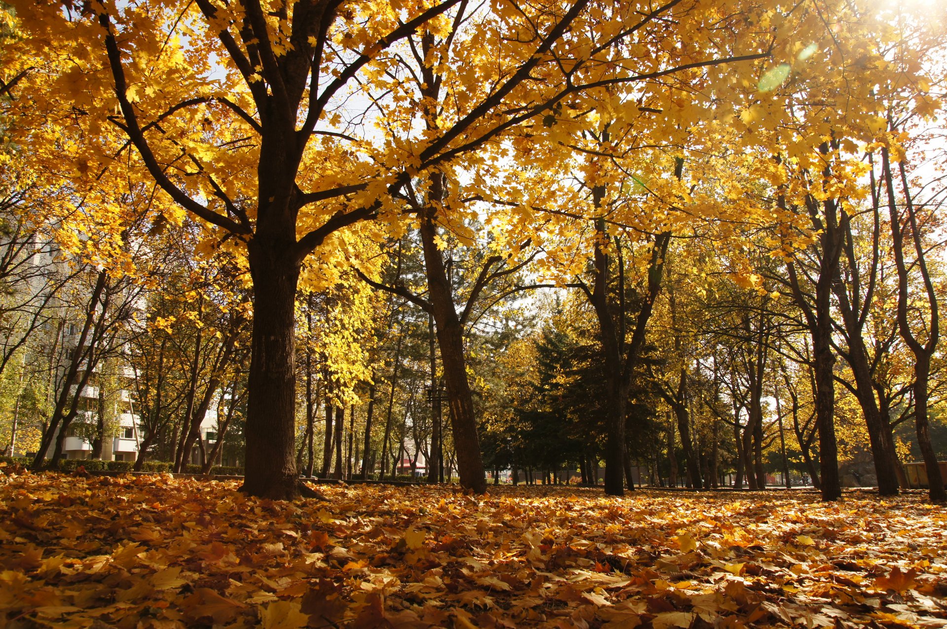 otoño parque pyatigorsk