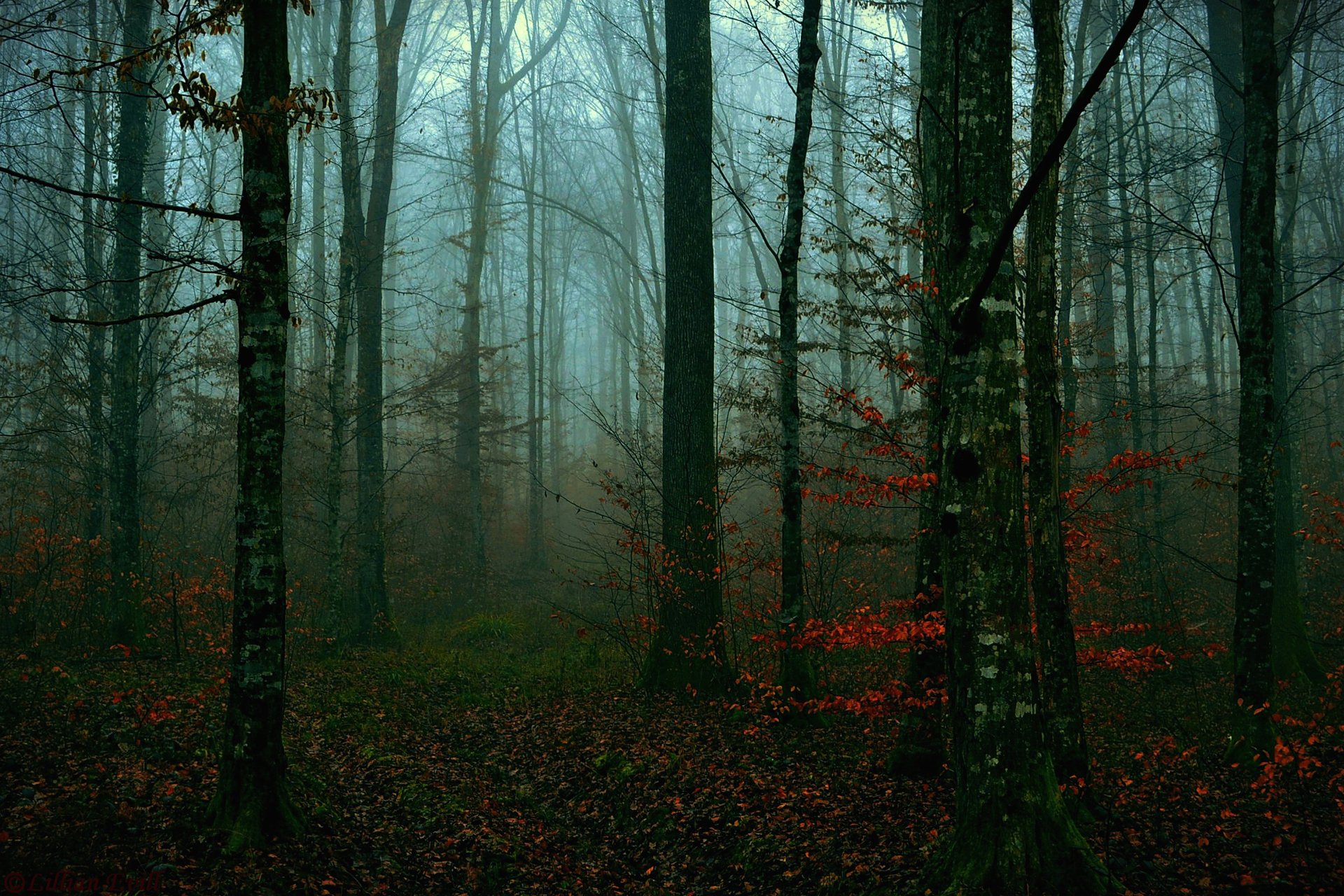 wald bäume herbst abend blätter