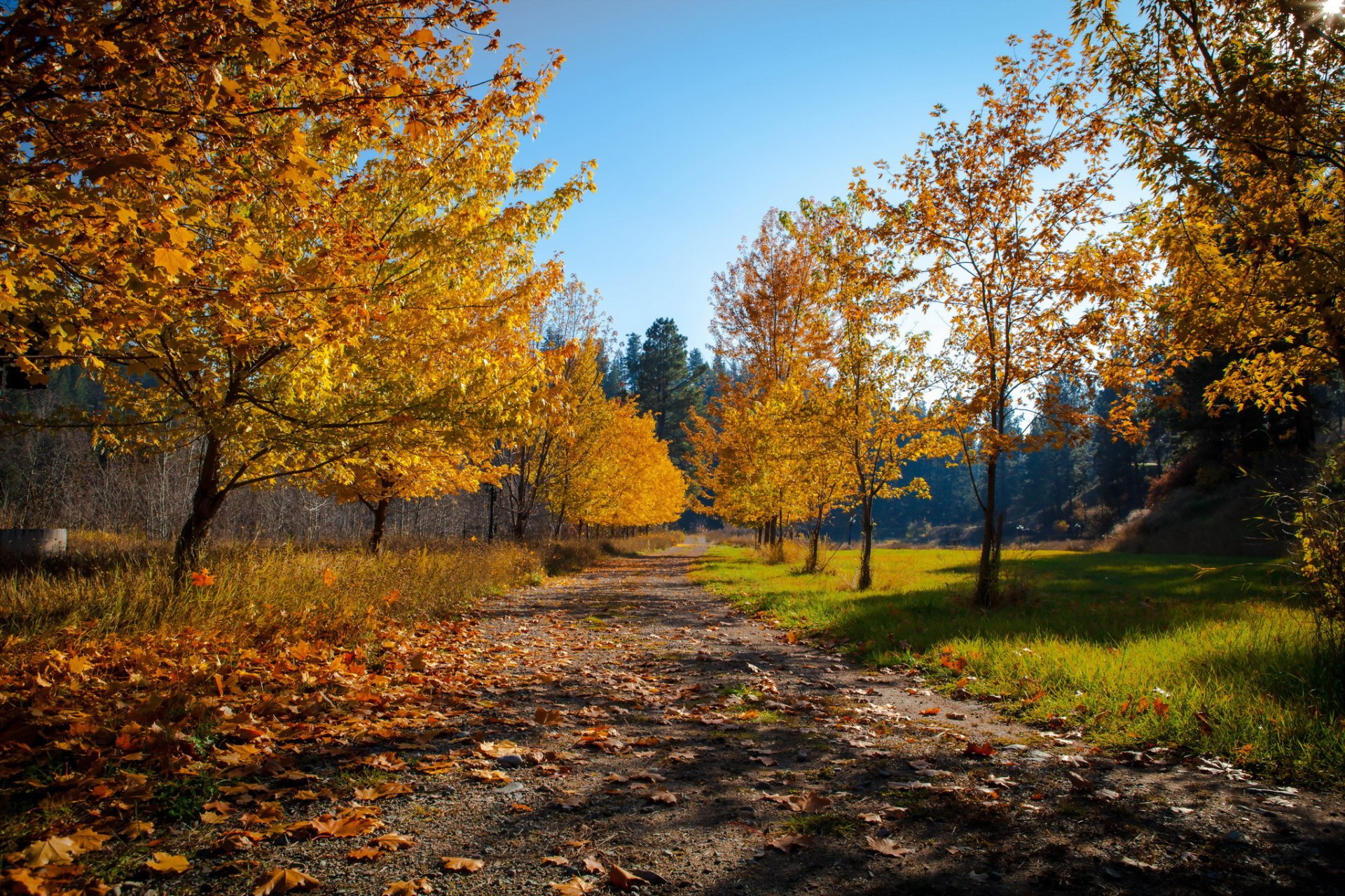 road tree nature autumn