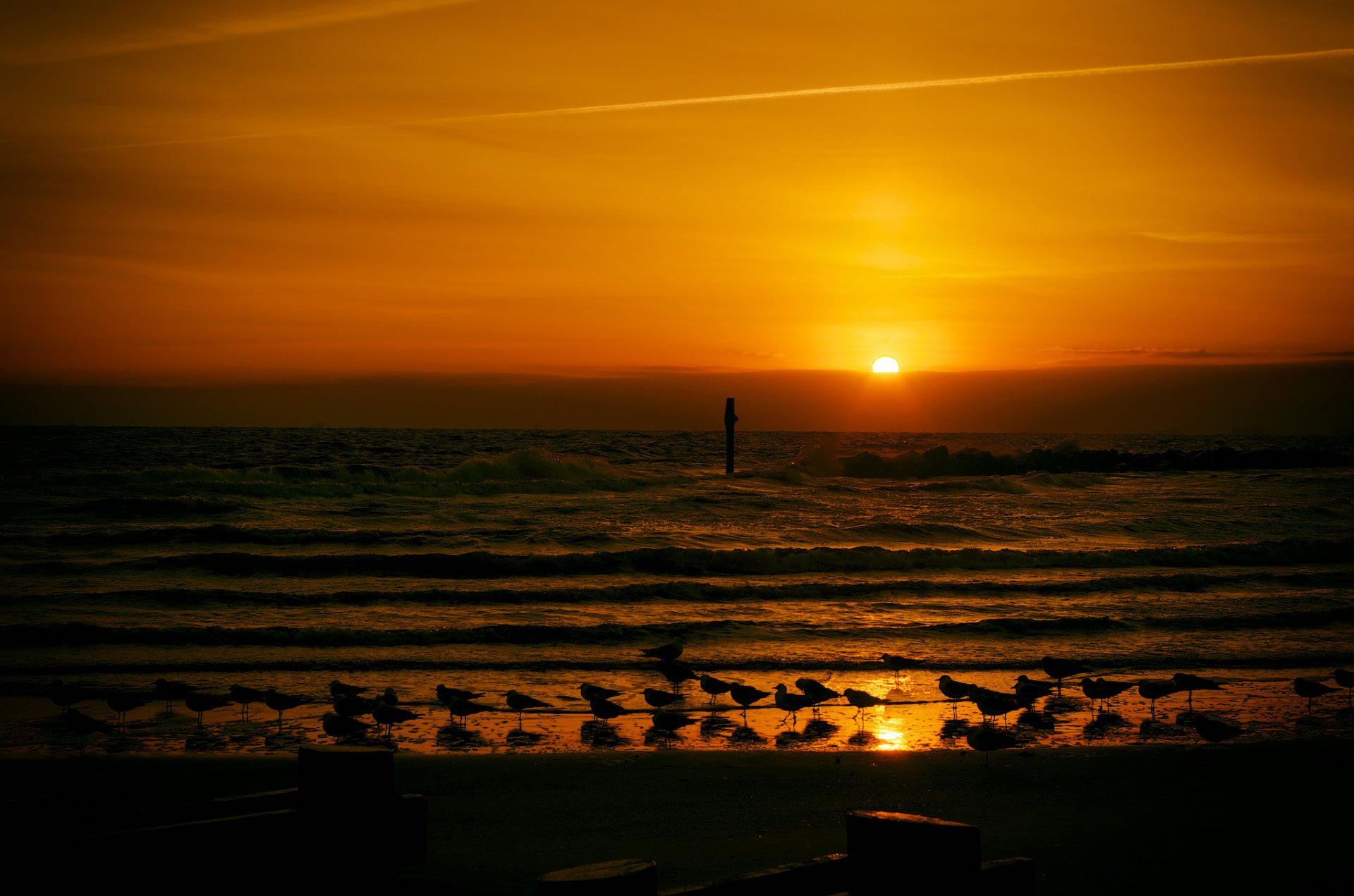 unset gulls wave