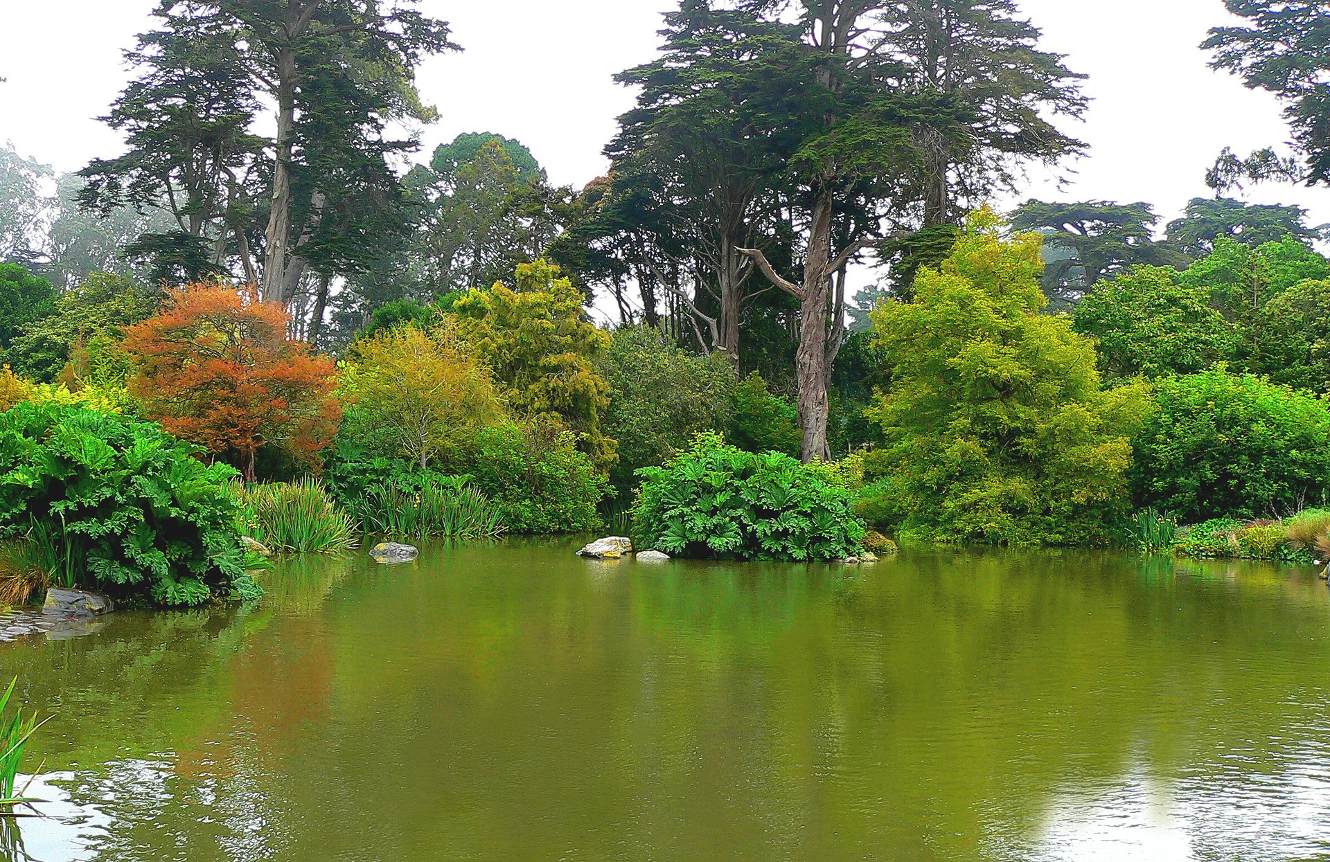 san francisco jardín botánico golden gate park parque árboles estanque