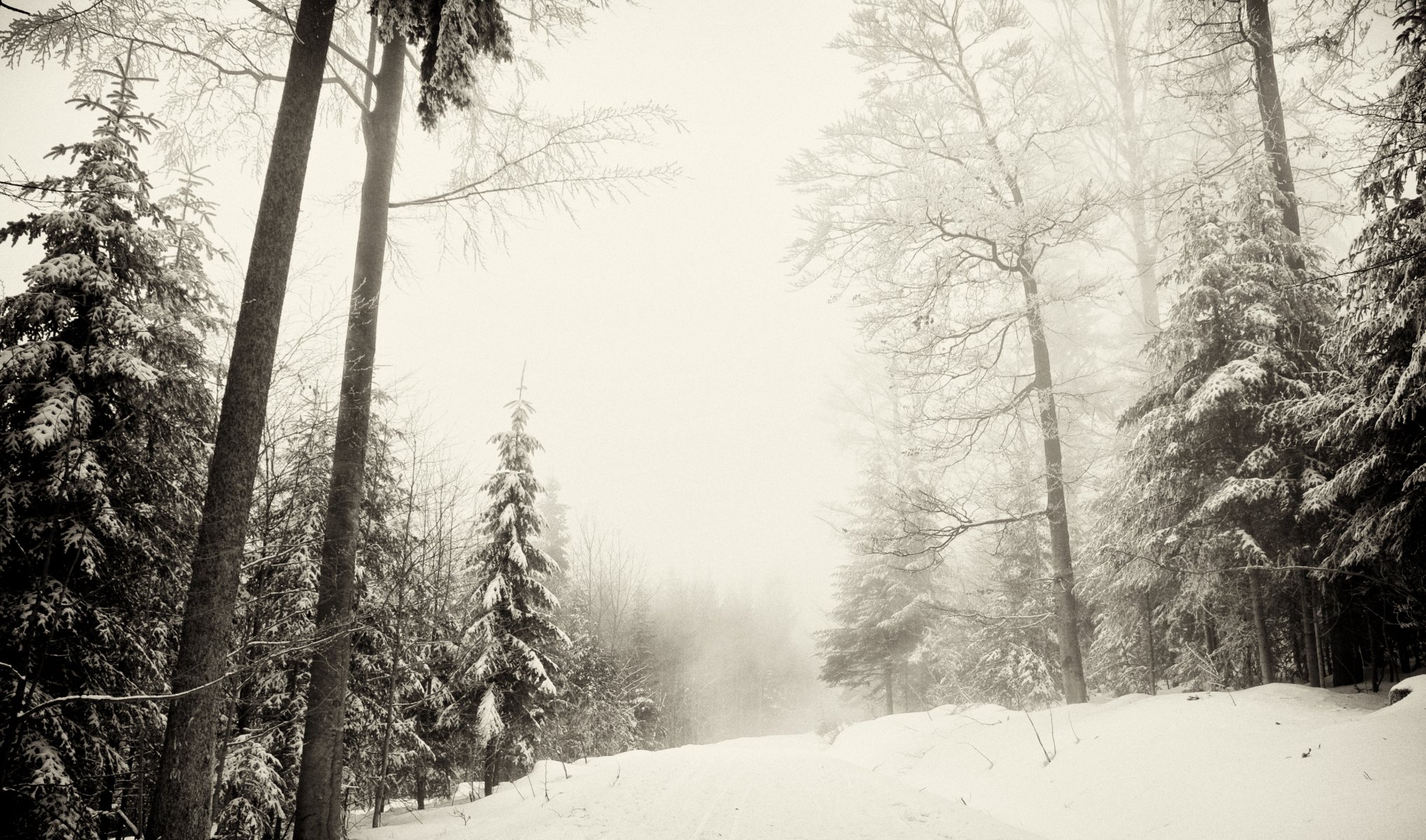 зима лес снег природа зимняя шумава narodni park šumava