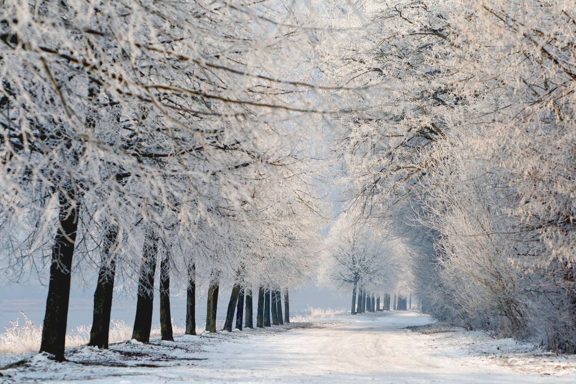 naturaleza invierno paisaje árboles nieve