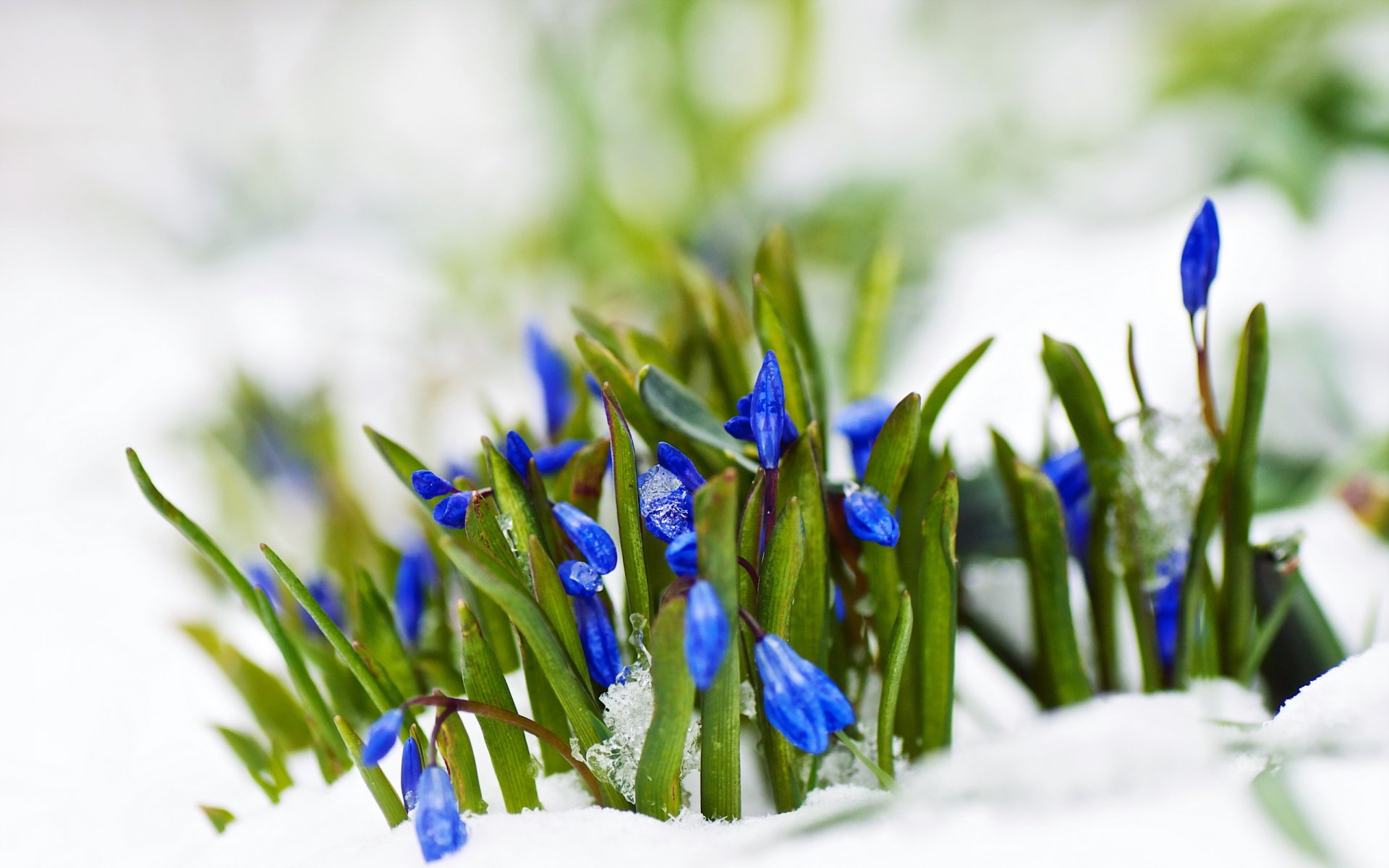 fiori neve primavera natura