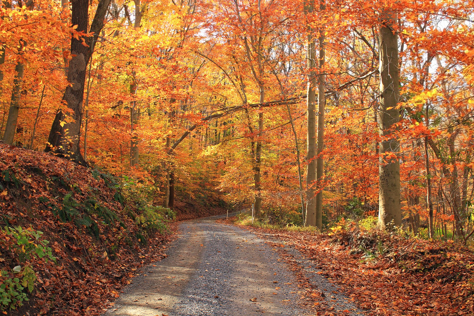 bosque árboles camino otoño hojas