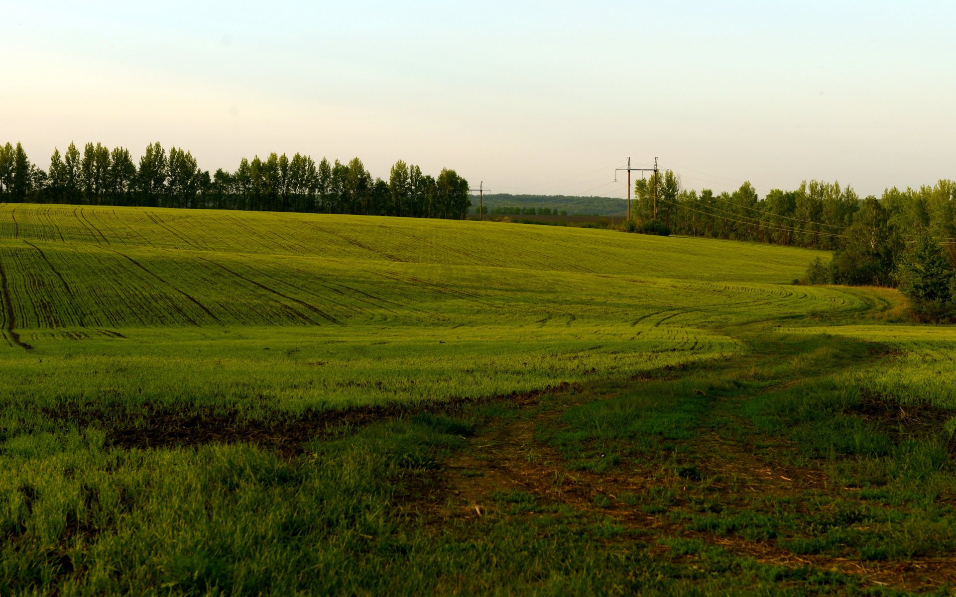 the field summer nature