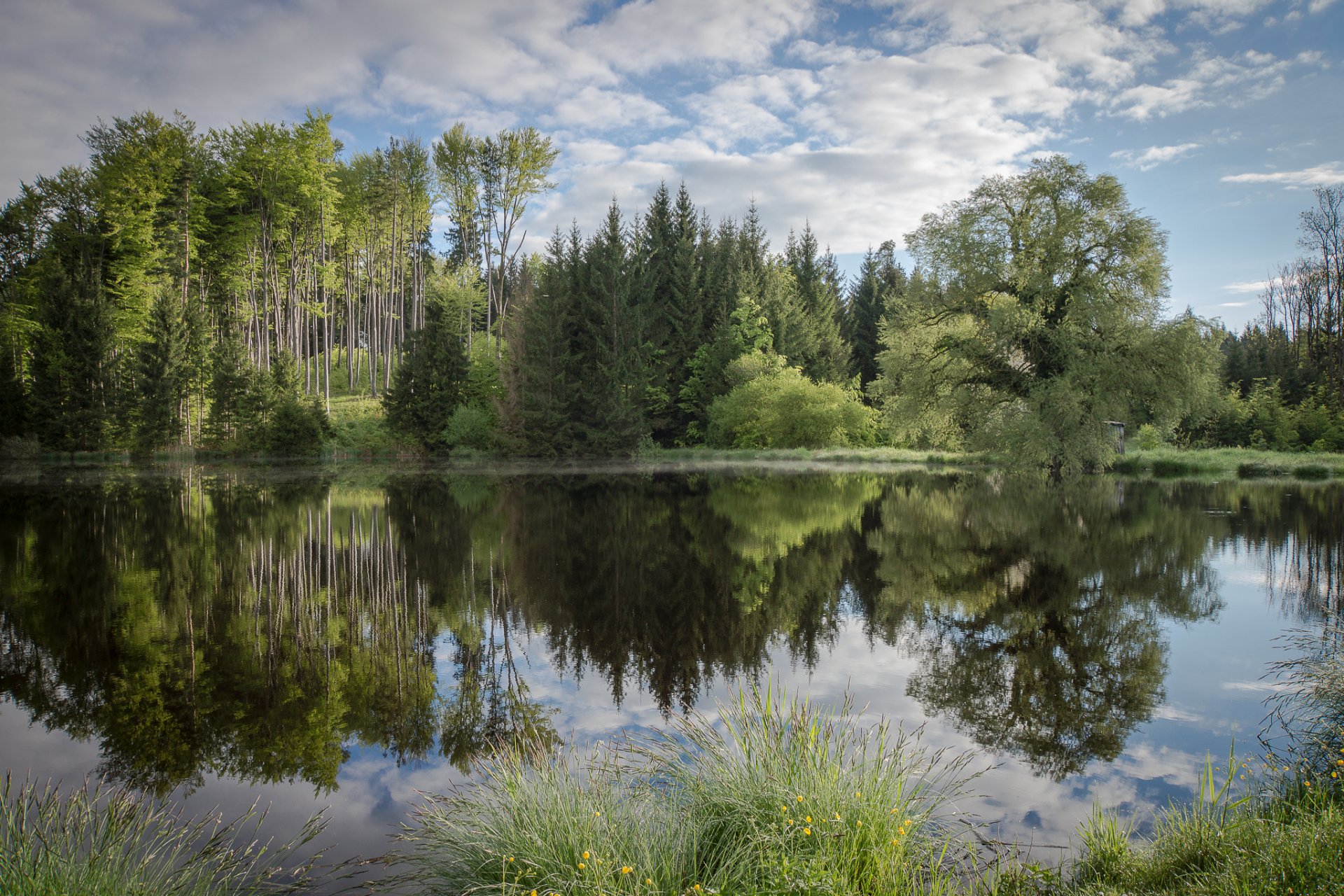 forêt lac réflexion été