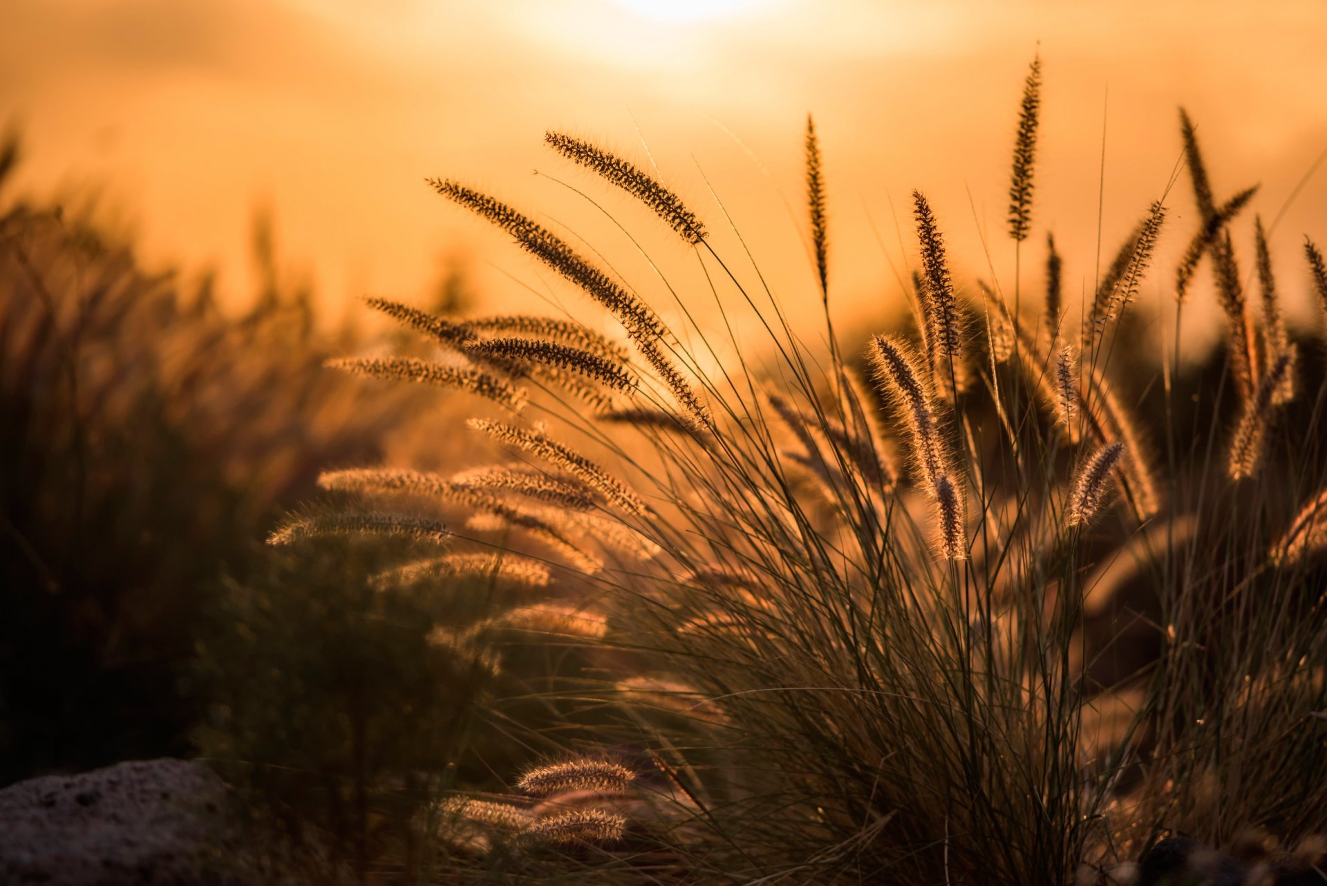 erba macro bokeh