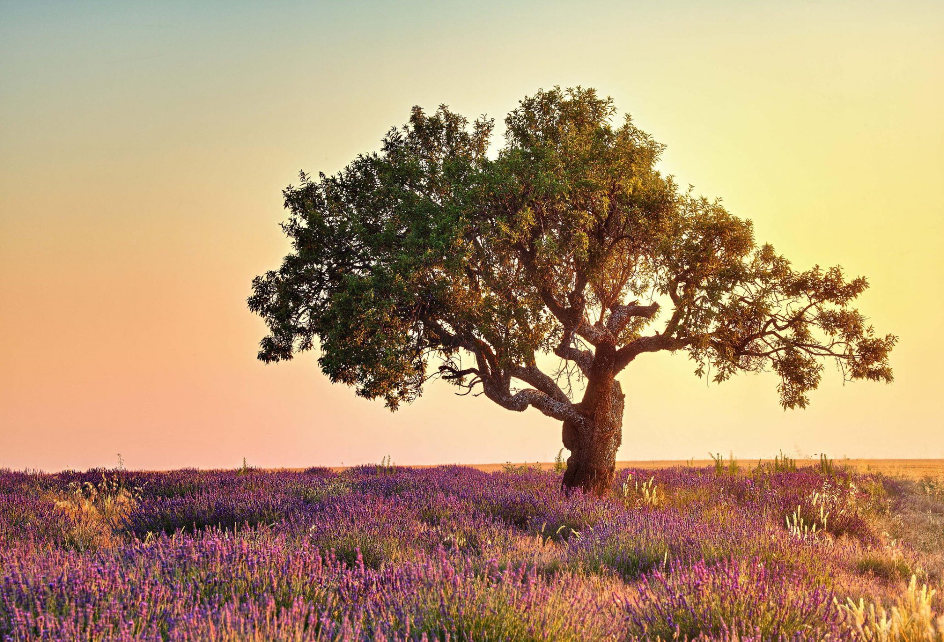 natur baum feld blumen lavendel sommer licht