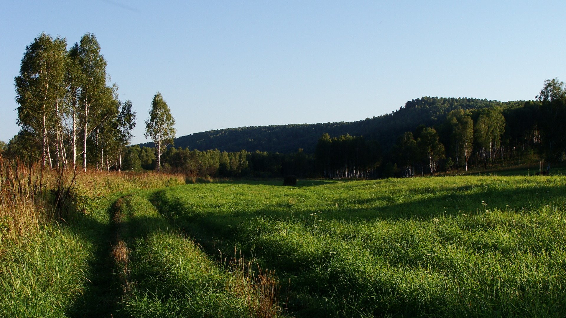 dorga hügel sommer gras wald