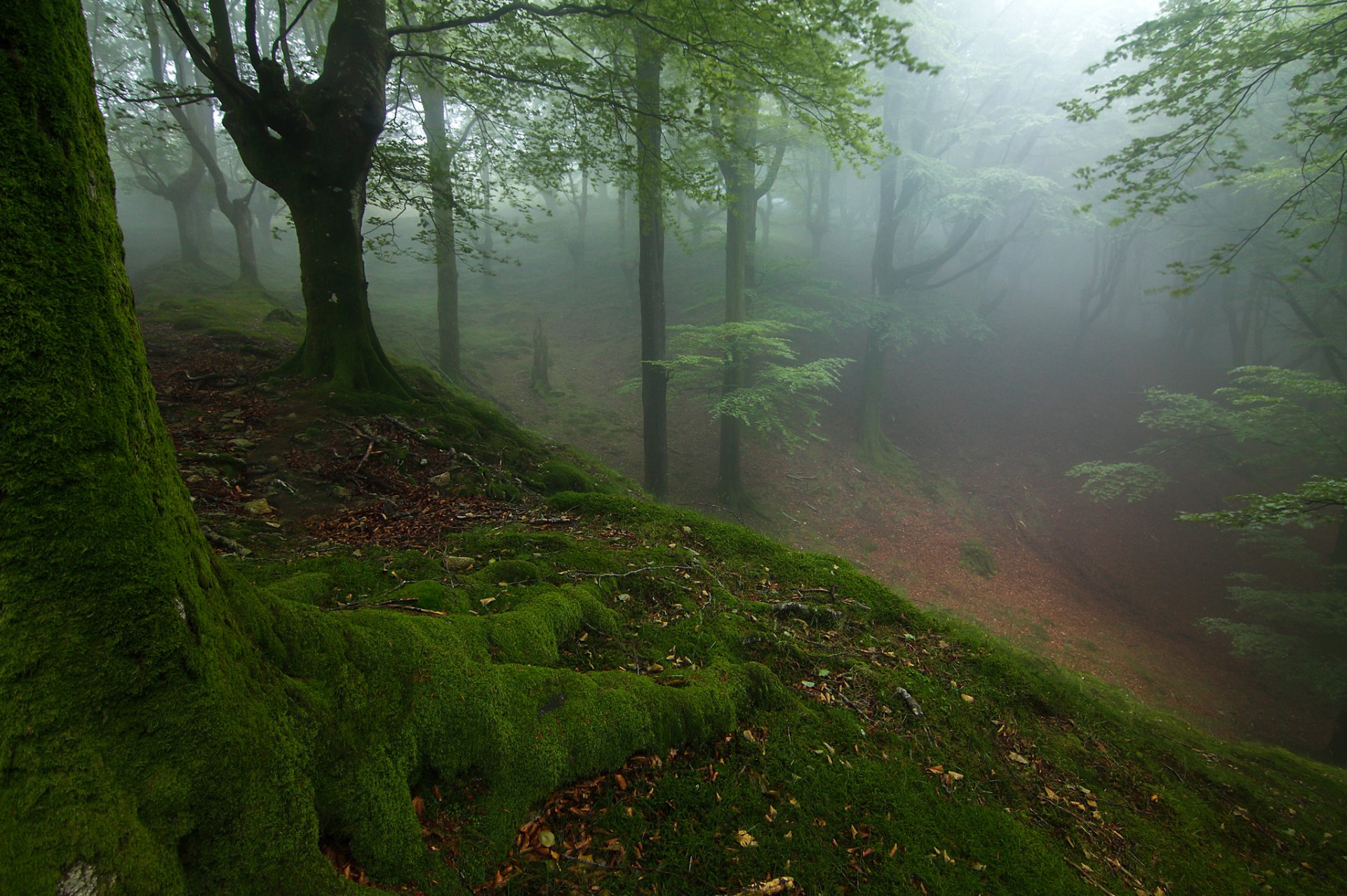 bosque árboles pendiente niebla musgo otoño