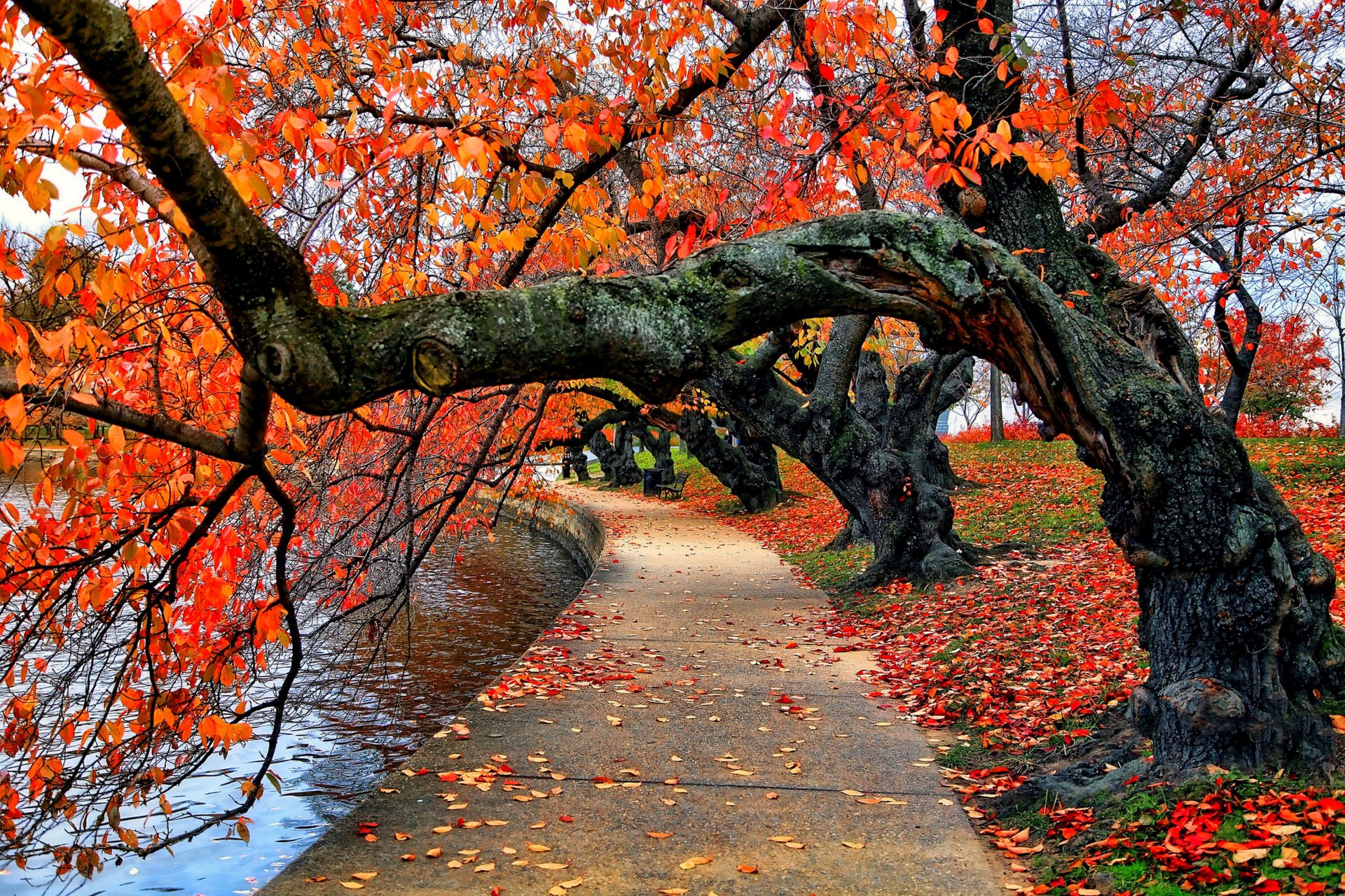 nature rivière banc eau parc arbres feuilles coloré automne automne couleurs marche forêt ciel banc