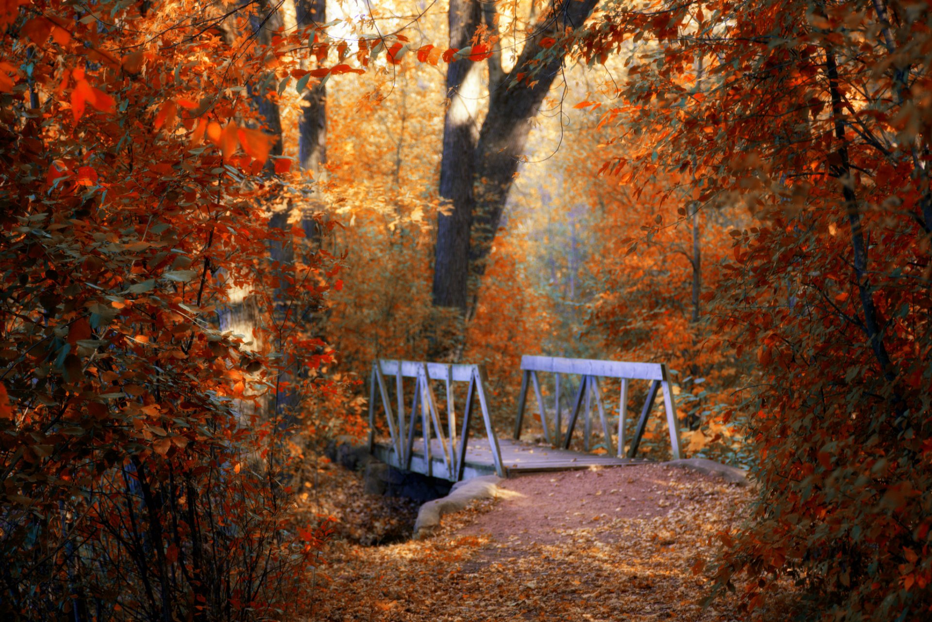 nature automne arbres feuilles pont