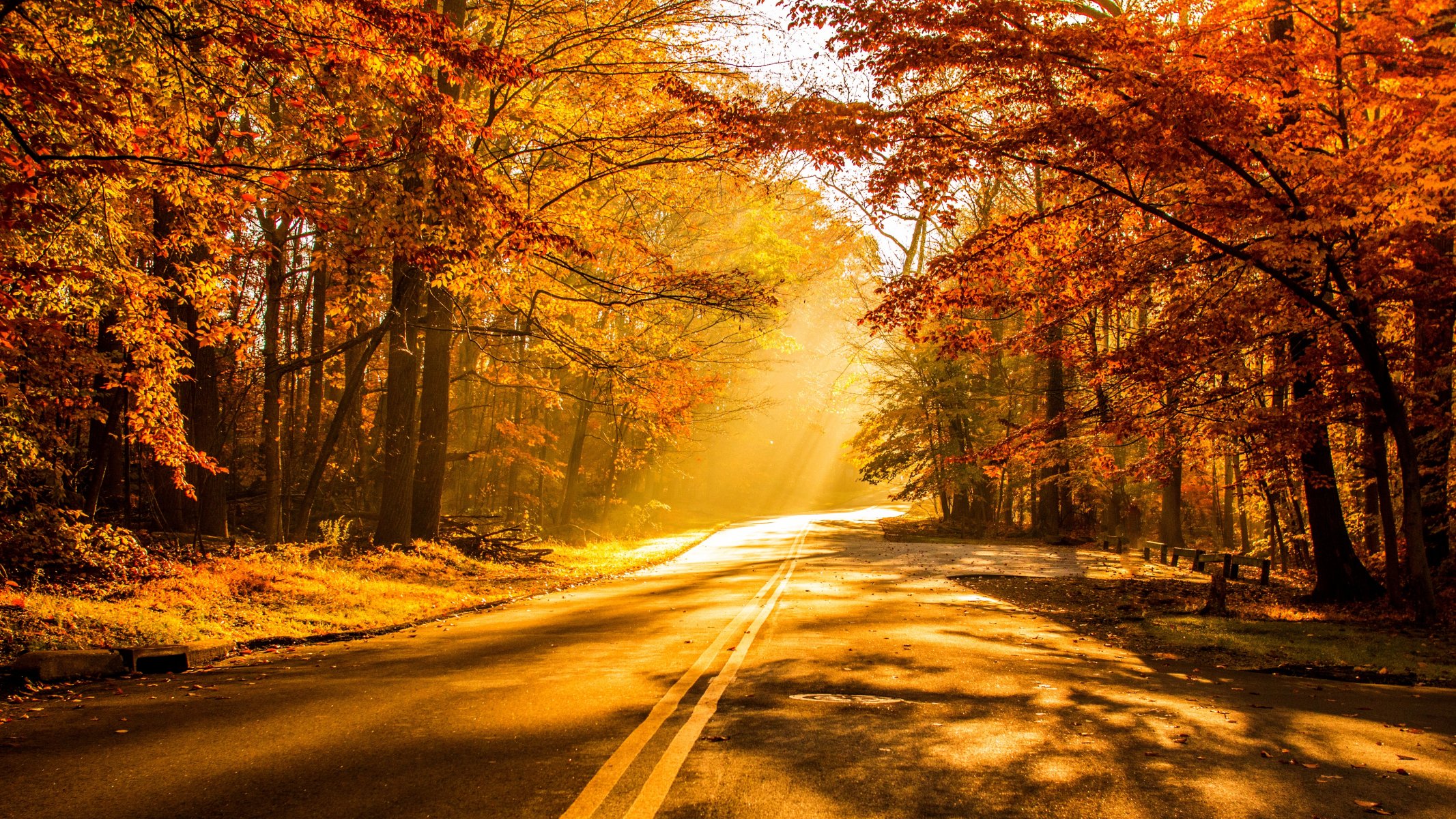 natura foresta parco alberi foglie colorato strada autunno caduta colori passeggiata tramonto