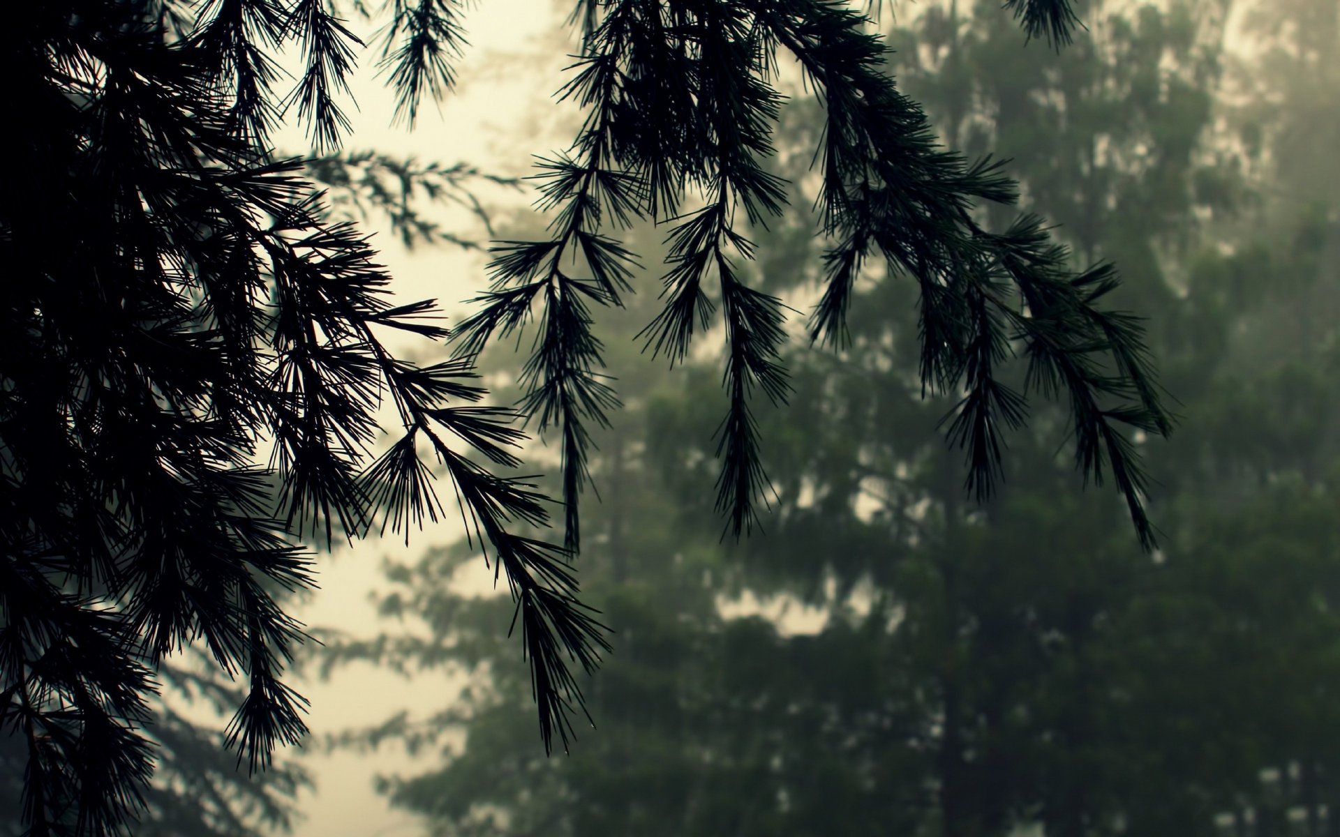 natura macro aghi rami abete cedro foresta nebbia maltempo