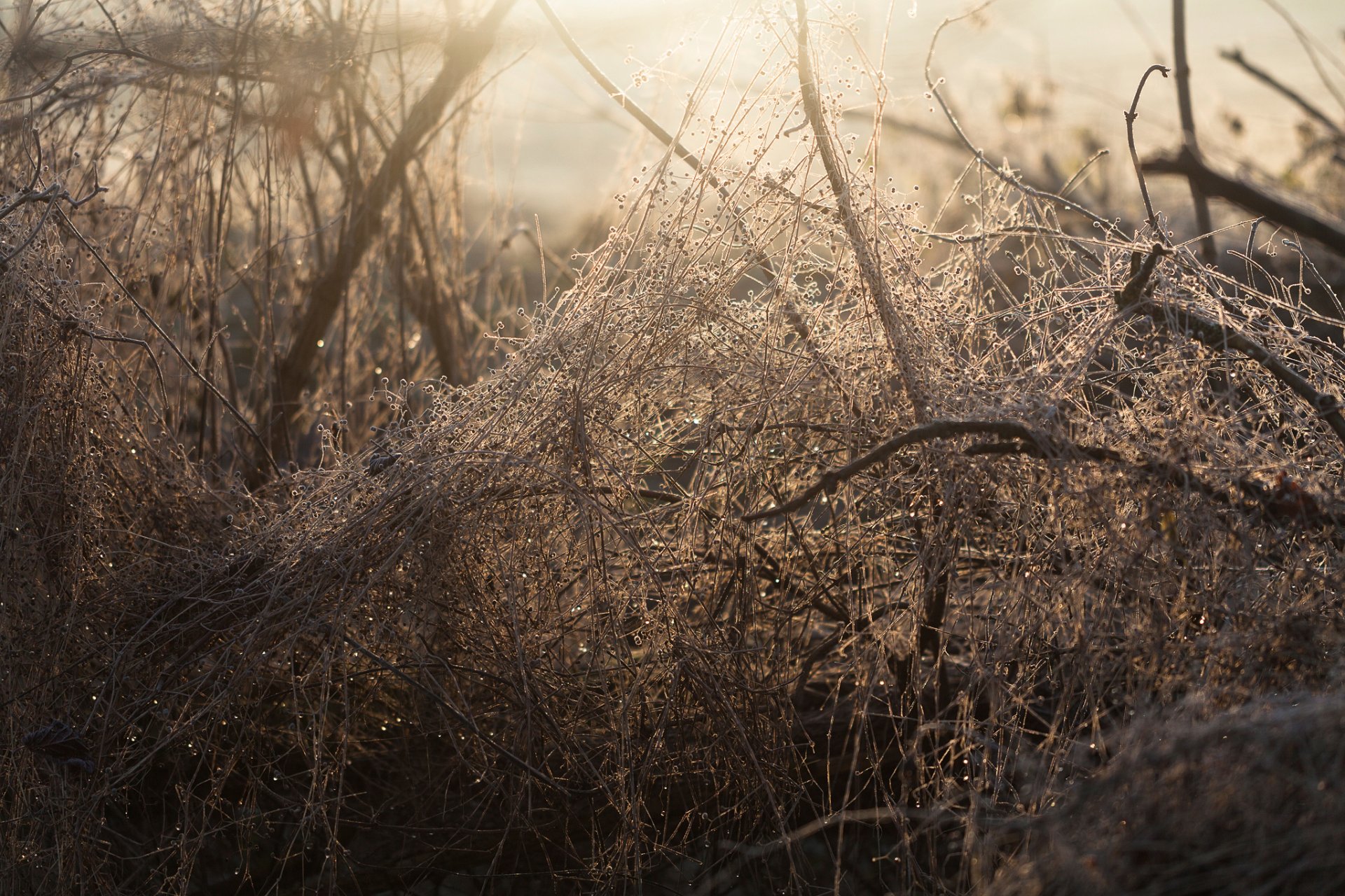 zahnstocher morgen wald