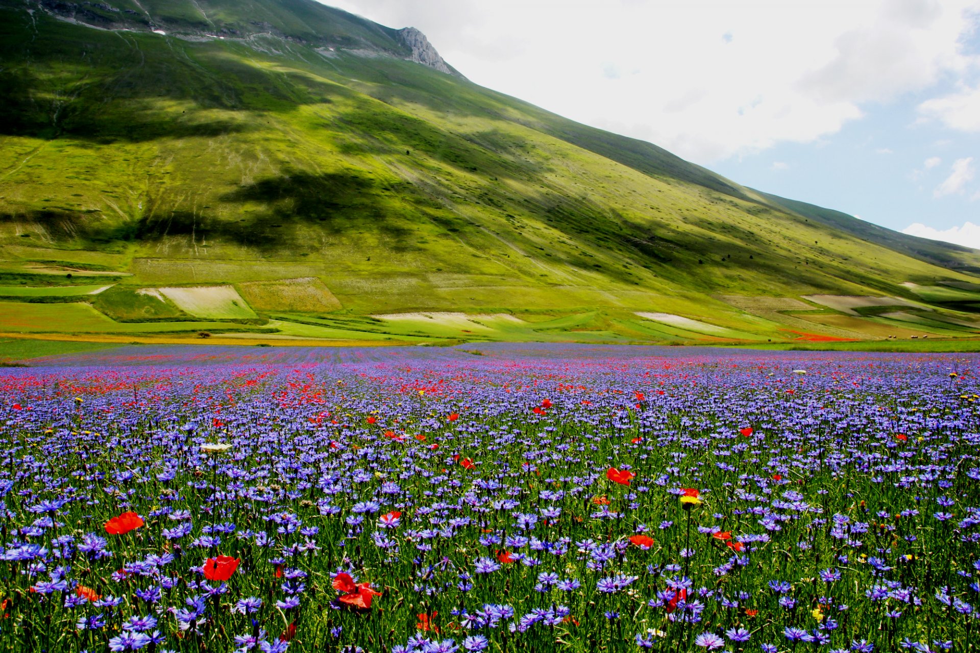 nature hill meadow flower poppies cornflower