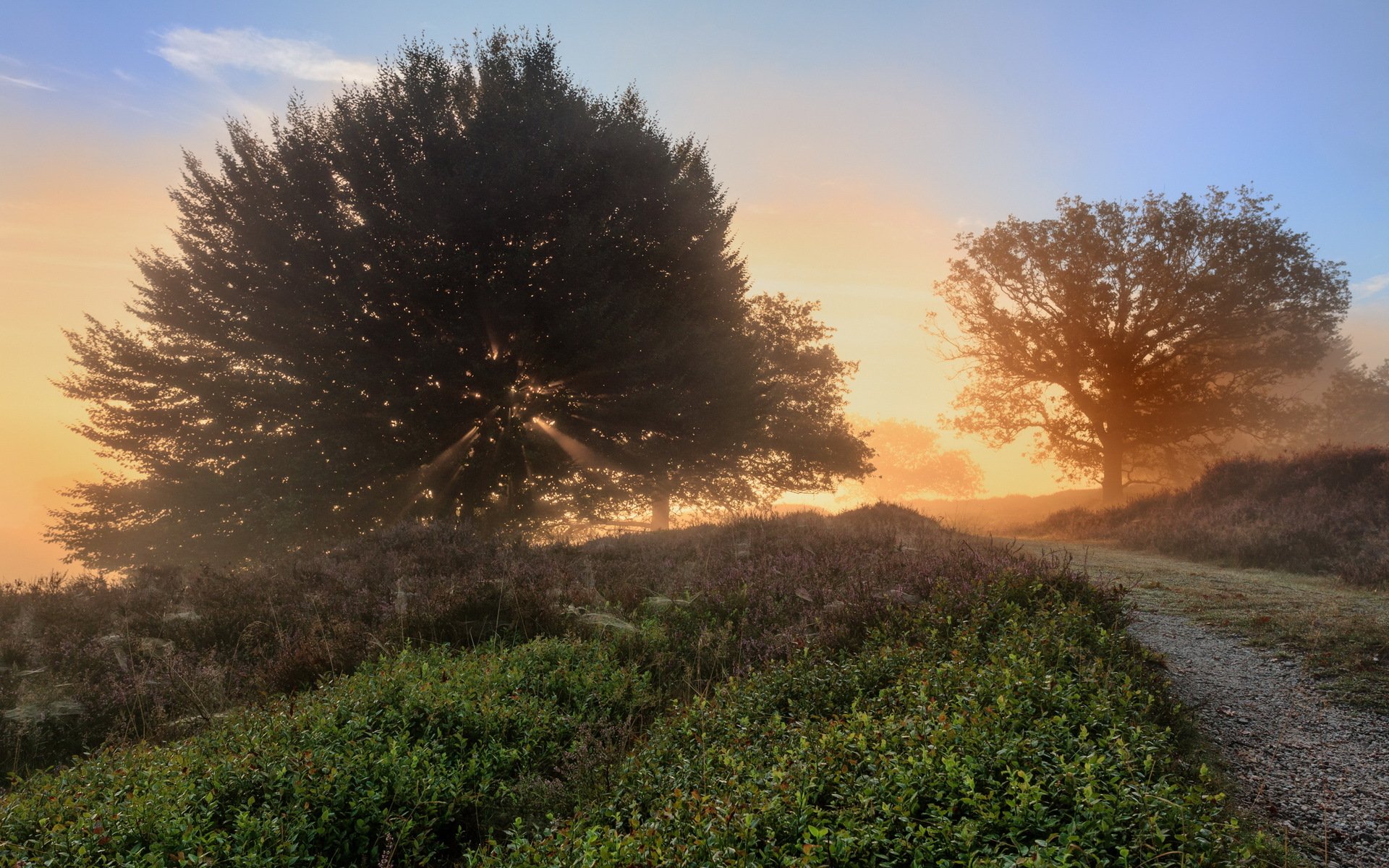 estate erba strada alberi mattina