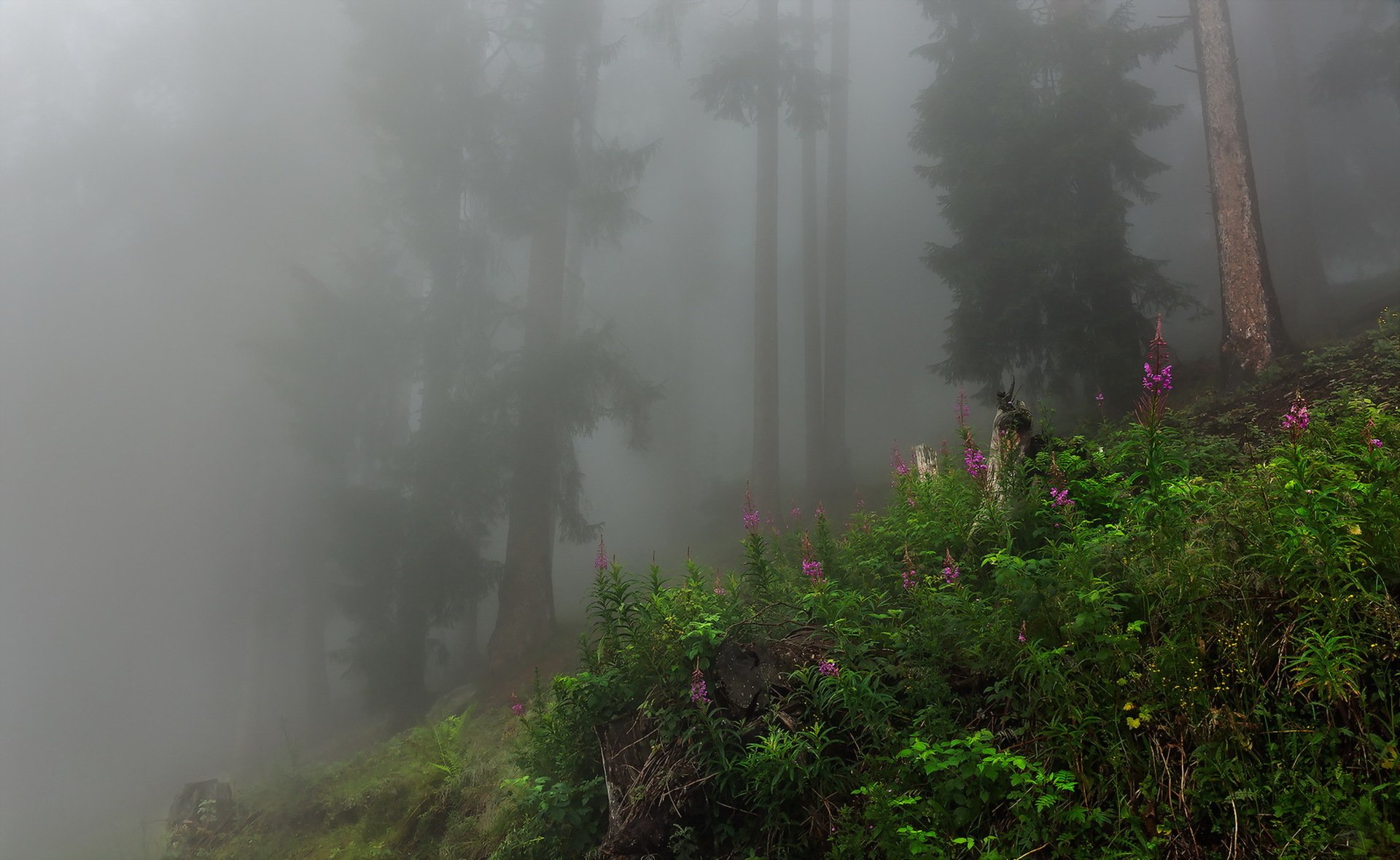 wald nebel natur landschaft