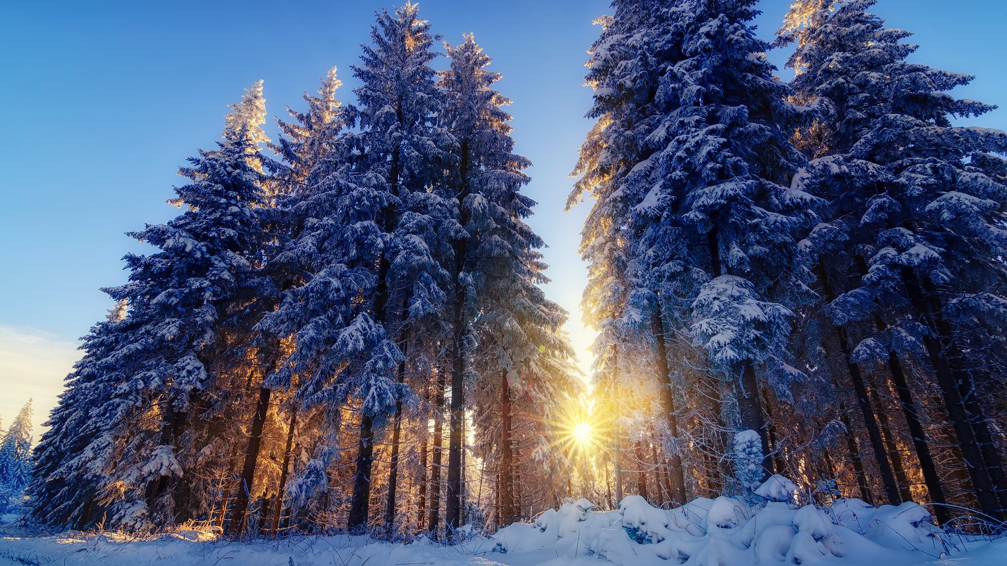 natur winter schnee wald bäume licht sonne strahlen