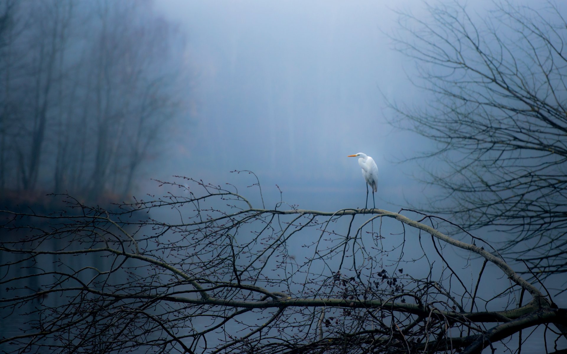 moritzburg aves otoño naturaleza