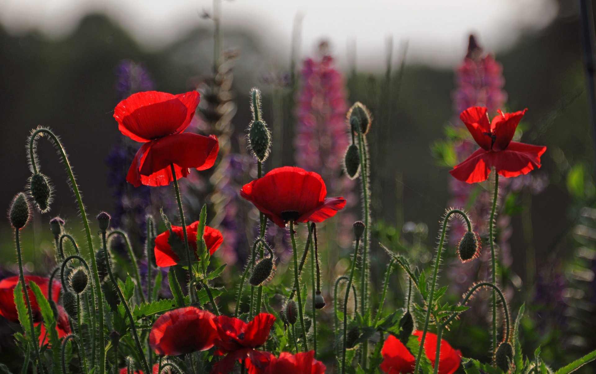 fiori papaveri petali campo prato cielo sera