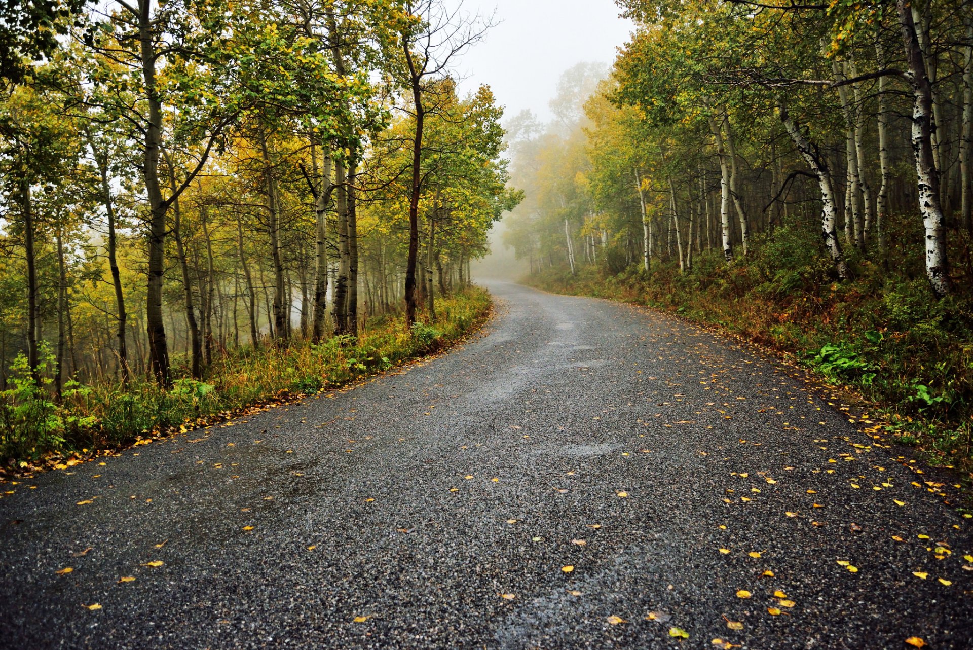 nature forest park trees leaves colorful road autumn fall colors walk