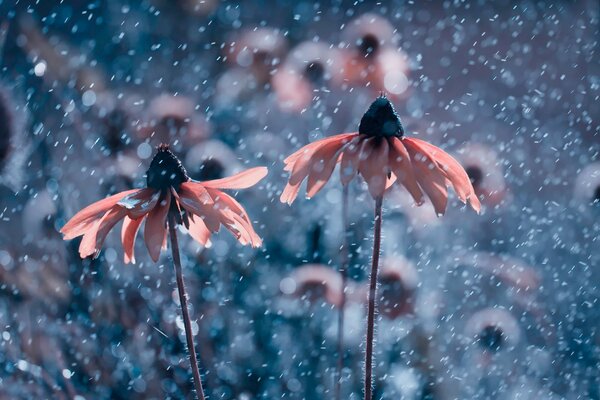 Dos flores Rosadas bajo la lluvia o la nieve