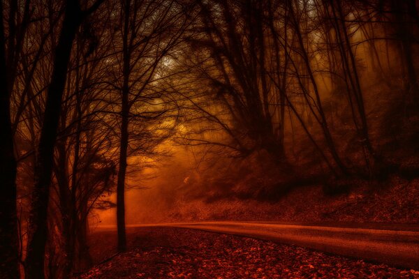 Landscape of the road through the autumn red forest