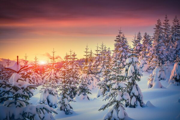 Junger Fichtenwald im Schnee