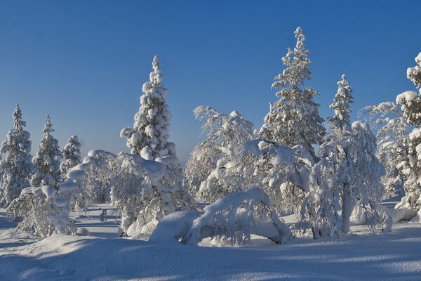 Arbre de Noël dans la neige dans la forêt d hiver