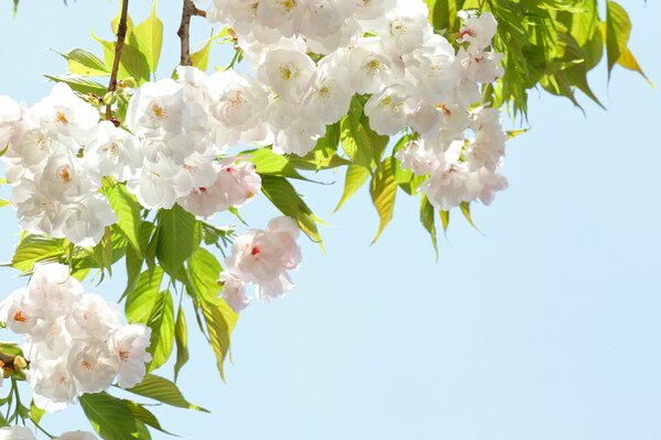 Rami di fiori di ciliegio su uno sfondo di cielo