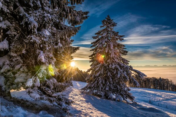 Sapin et forêt d hiver avec de la neige