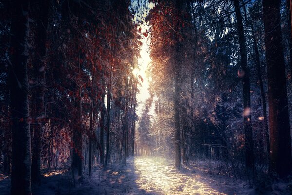 Winter forest. The rays of the sun