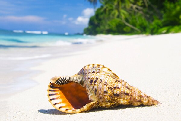 Grande conchiglia sulla spiaggia tropicale