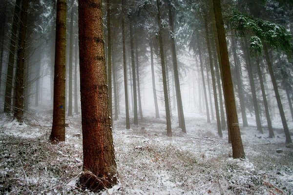 Snow-covered grass and slender tree trunks