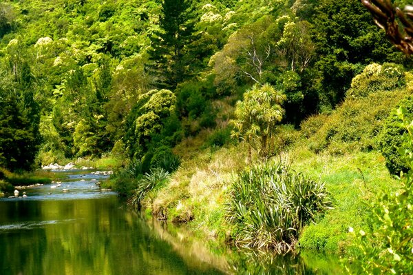 Foresta estiva sulla riva del fiume