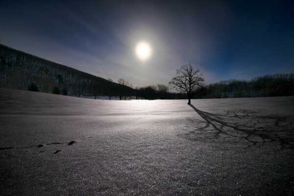 A lonely tree on a snowy plain