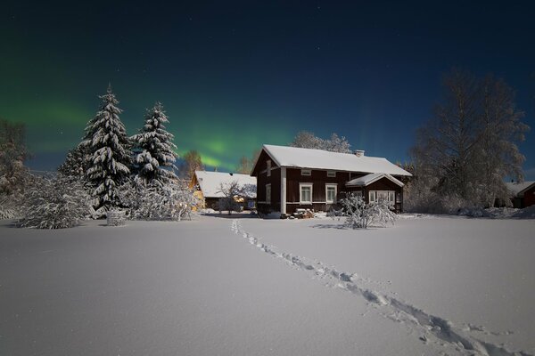 A house with Christmas trees on a snowy winter day