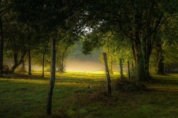 Brouillard matinal d été dans le parc