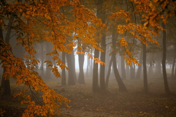 Trauriger Herbstwald im Nebel