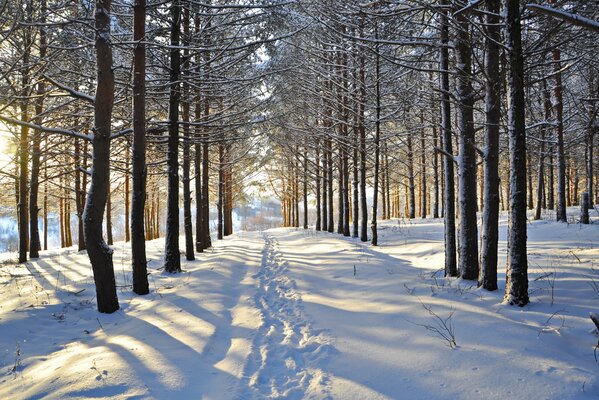 Snow in the winter forest. Footprints on the path