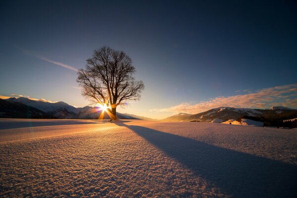 In der Ferne wächst ein Baum, der mit Frost bedeckt ist