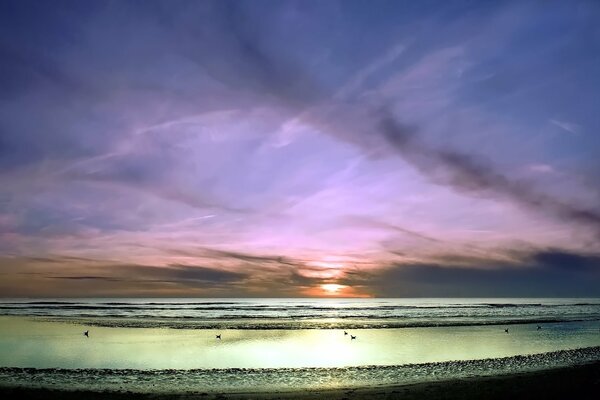 Les oiseaux nagent sur les vagues au coucher du soleil