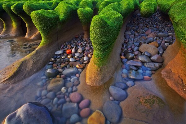 Interesting algae on the stone seashore