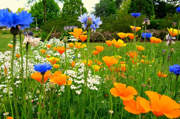 Flores de pradera azules y amarillas