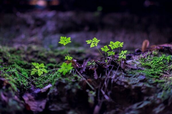 Germes d une plante inconnue dans le sol