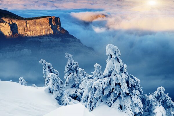 Montagna invernale abete rosso nella neve