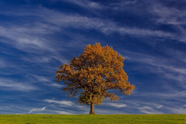 A red lonely tree against the blue sky