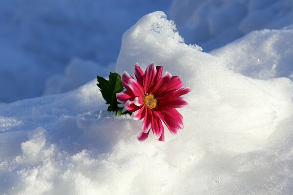 A snow flower with a flower stuck in it